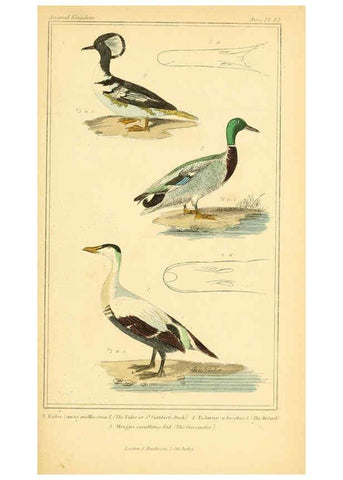Reproducción/Reproduction 6026200710: The animal kingdom, arranged according to its organization, serving as a foundation for the natural history of animals. v.1 plates. London :G. Henderson,1834-1837