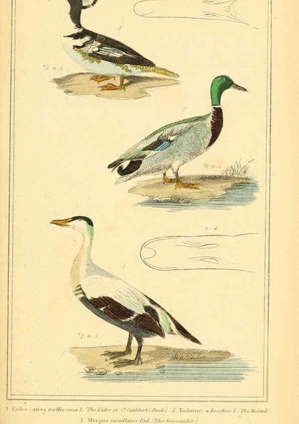 Reproducción/Reproduction 6026200710: The animal kingdom, arranged according to its organization, serving as a foundation for the natural history of animals. v.1 plates. London :G. Henderson,1834-1837