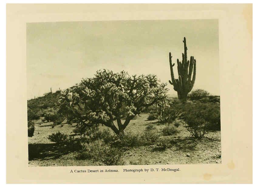 Reproducción/Reproduction 6026500760: The Cactaceae. v.1. Washington :Carnegie Institution of Washington,1919-1923