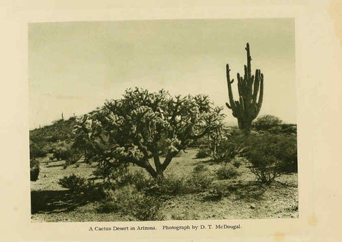 Reproducción/Reproduction 6026500760: The Cactaceae. v.1. Washington :Carnegie Institution of Washington,1919-1923