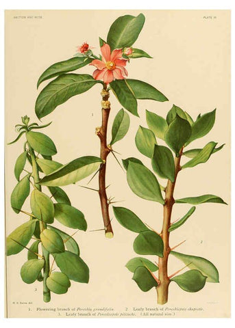 Reproducción/Reproduction 6026501644: The Cactaceae. v.1. Washington :Carnegie Institution of Washington,1919-1923