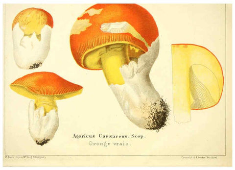 Reproducción/Reproduction 6029057232: Les champignons comestibles du Canton de Neuchâtel Neuchâtel :Société neuchateloise d'utilité publique,1861-1869