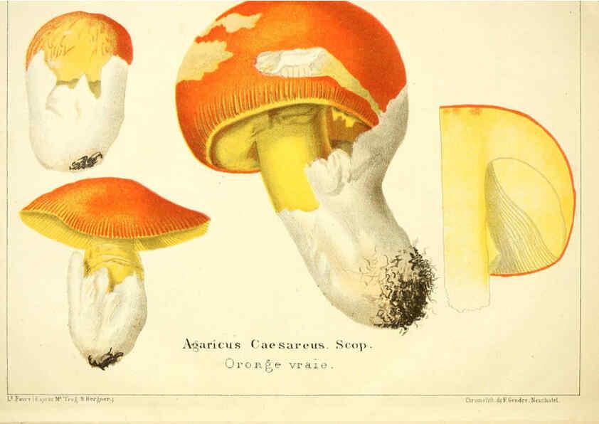 Reproducción/Reproduction 6029057232: Les champignons comestibles du Canton de Neuchâtel Neuchâtel :Société neuchateloise d'utilité publique,1861-1869