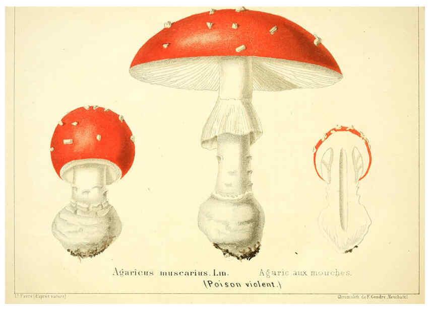 Reproducción/Reproduction 6028504517: Les champignons comestibles du Canton de Neuchâtel Neuchâtel :Société neuchateloise d'utilité publique,1861-1869