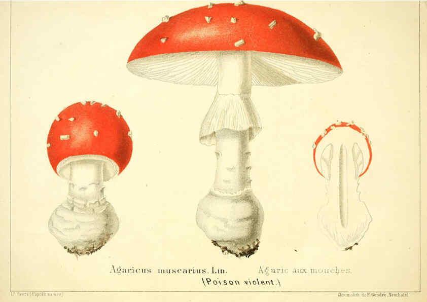 Reproducción/Reproduction 6028504517: Les champignons comestibles du Canton de Neuchâtel Neuchâtel :Société neuchateloise d'utilité publique,1861-1869