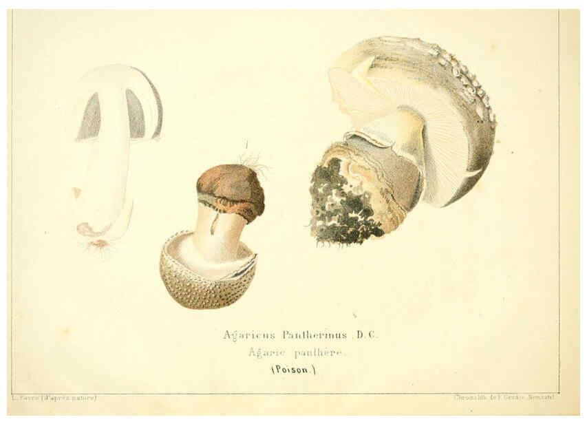 Reproducción/Reproduction 6028504745: Les champignons comestibles du Canton de Neuchâtel Neuchâtel :Société neuchateloise d'utilité publique,1861-1869