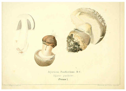 Reproducción/Reproduction 6028504745: Les champignons comestibles du Canton de Neuchâtel Neuchâtel :Société neuchateloise d'utilité publique,1861-1869