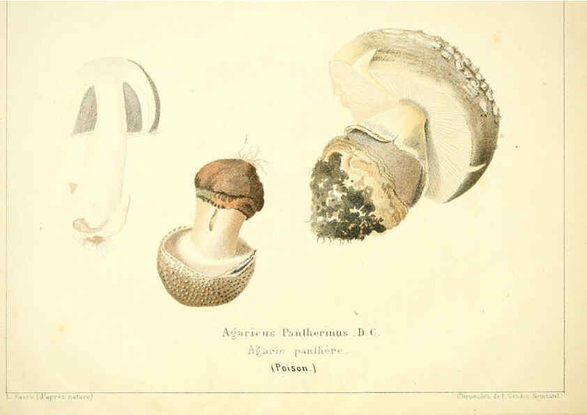 Reproducción/Reproduction 6028504745: Les champignons comestibles du Canton de Neuchâtel Neuchâtel :Société neuchateloise d'utilité publique,1861-1869