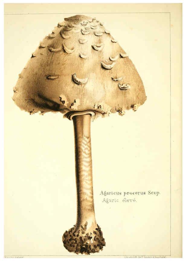 Reproducción/Reproduction 6029057792: Les champignons comestibles du Canton de Neuchâtel Neuchâtel :Société neuchateloise d'utilité publique,1861-1869