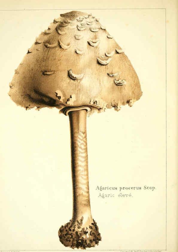 Reproducción/Reproduction 6029057792: Les champignons comestibles du Canton de Neuchâtel Neuchâtel :Société neuchateloise d'utilité publique,1861-1869
