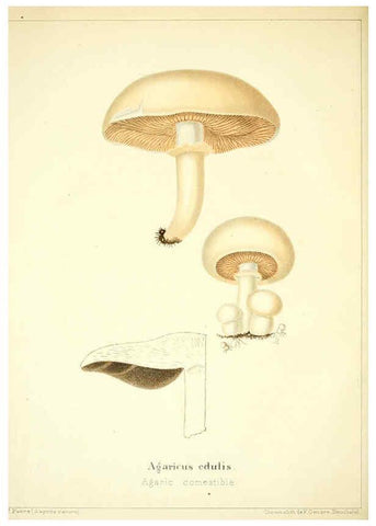 Reproducción/Reproduction 6028505069: Les champignons comestibles du Canton de Neuchâtel Neuchâtel :Société neuchateloise d'utilité publique,1861-1869