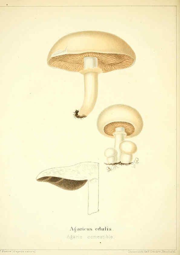Reproducción/Reproduction 6028505069: Les champignons comestibles du Canton de Neuchâtel Neuchâtel :Société neuchateloise d'utilité publique,1861-1869