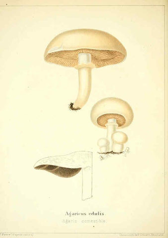 Reproducción/Reproduction 6028505069: Les champignons comestibles du Canton de Neuchâtel Neuchâtel :Société neuchateloise d'utilité publique,1861-1869