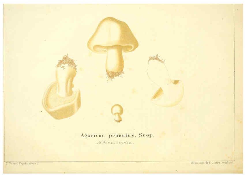 Reproducción/Reproduction 6028505213: Les champignons comestibles du Canton de Neuchâtel Neuchâtel :Société neuchateloise d'utilité publique,1861-1869