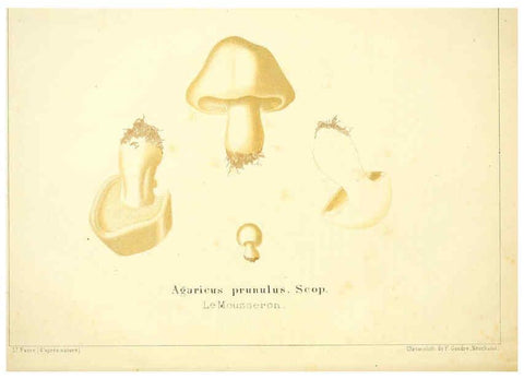 Reproducción/Reproduction 6028505213: Les champignons comestibles du Canton de Neuchâtel Neuchâtel :Société neuchateloise d'utilité publique,1861-1869