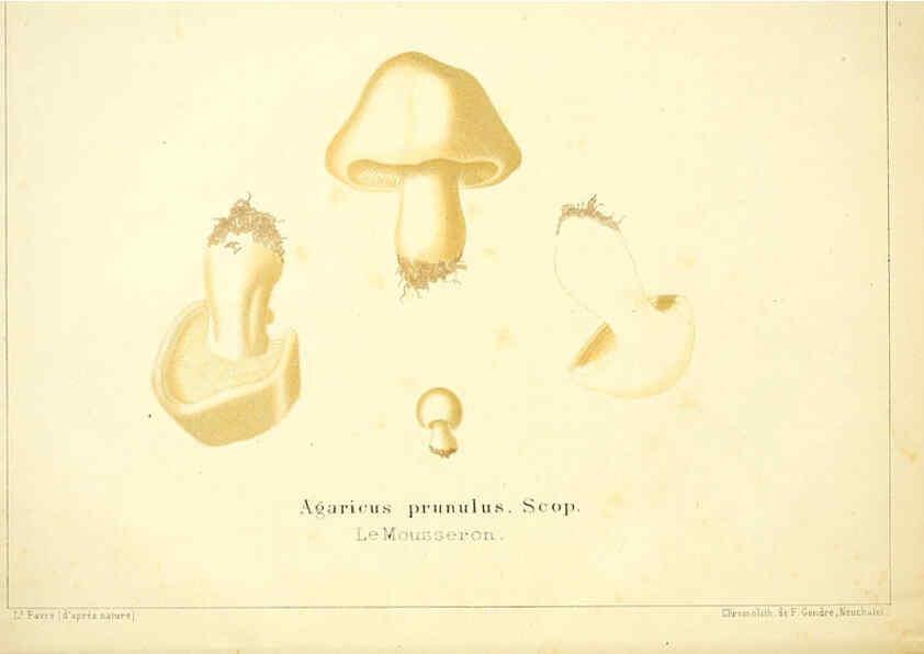 Reproducción/Reproduction 6028505213: Les champignons comestibles du Canton de Neuchâtel Neuchâtel :Société neuchateloise d'utilité publique,1861-1869