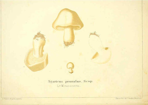 Reproducción/Reproduction 6028505213: Les champignons comestibles du Canton de Neuchâtel Neuchâtel :Société neuchateloise d'utilité publique,1861-1869