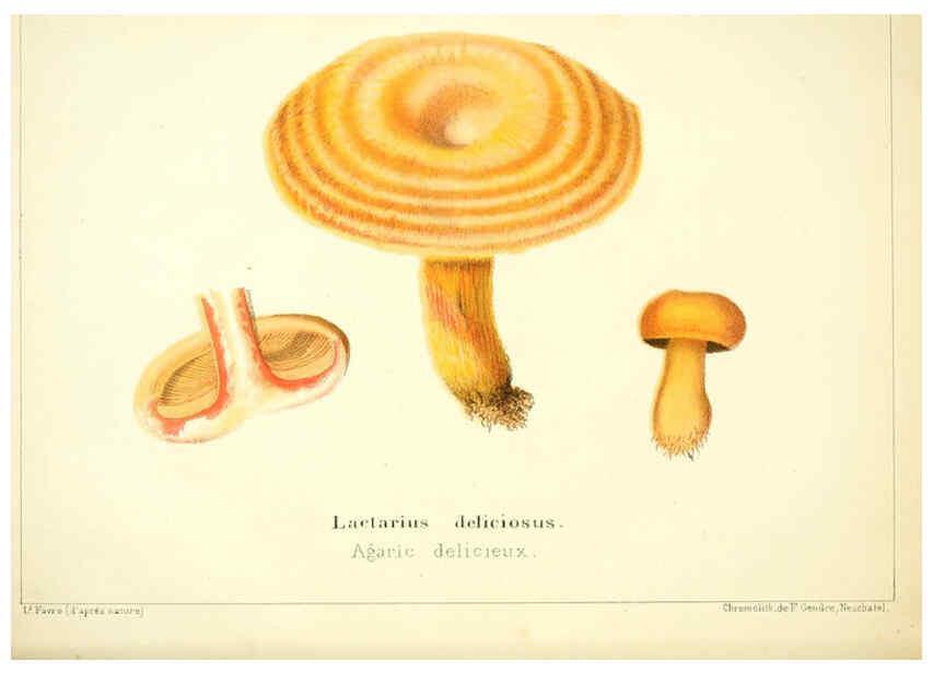 Reproducción/Reproduction 6028505409: Les champignons comestibles du Canton de Neuchâtel Neuchâtel :Société neuchateloise d'utilité publique,1861-1869