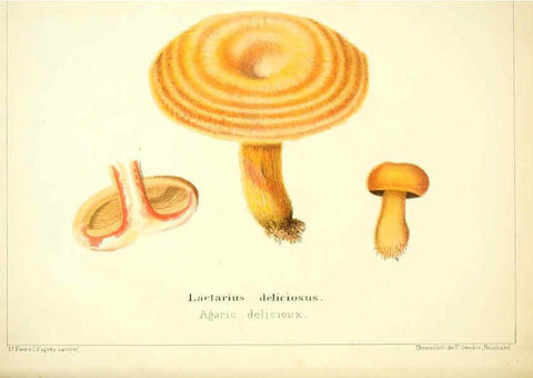 Reproducción/Reproduction 6028505409: Les champignons comestibles du Canton de Neuchâtel Neuchâtel :Société neuchateloise d'utilité publique,1861-1869