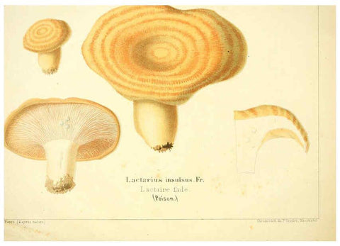 Reproducción/Reproduction 6029058434: Les champignons comestibles du Canton de Neuchâtel Neuchâtel :Société neuchateloise d'utilité publique,1861-1869