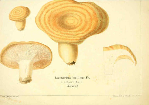 Reproducción/Reproduction 6029058434: Les champignons comestibles du Canton de Neuchâtel Neuchâtel :Société neuchateloise d'utilité publique,1861-1869