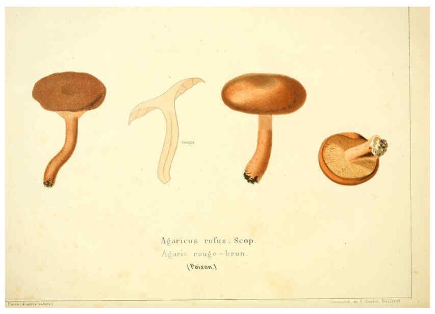 Reproducción/Reproduction 6029058640: Les champignons comestibles du Canton de Neuchâtel Neuchâtel :Société neuchateloise d'utilité publique,1861-1869