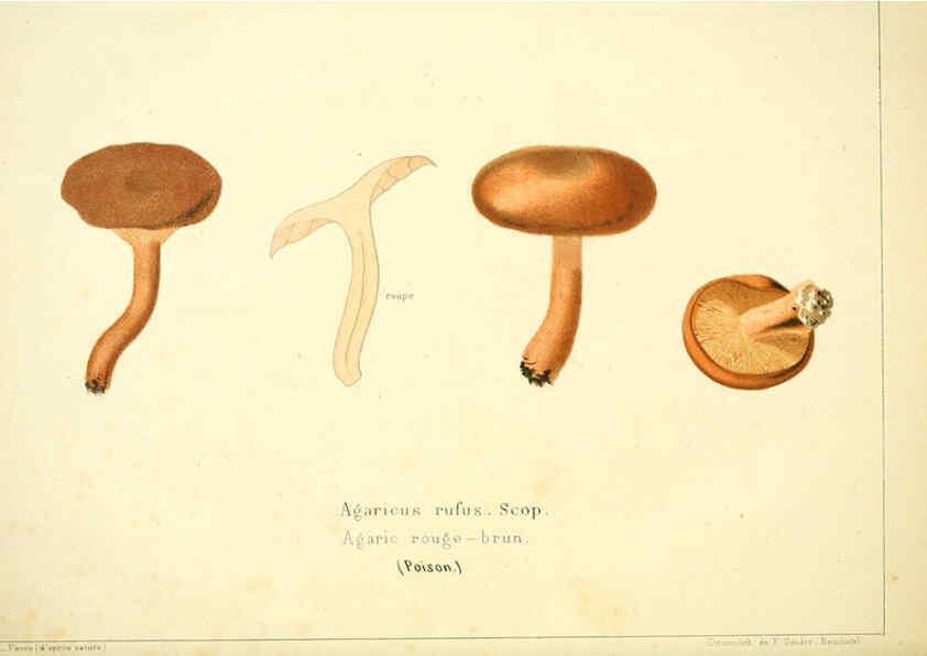 Reproducción/Reproduction 6029058640: Les champignons comestibles du Canton de Neuchâtel Neuchâtel :Société neuchateloise d'utilité publique,1861-1869