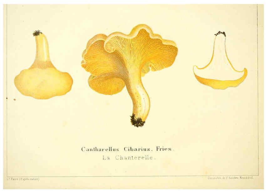 Reproducción/Reproduction 6028505969: Les champignons comestibles du Canton de Neuchâtel Neuchâtel :Société neuchateloise d'utilité publique,1861-1869