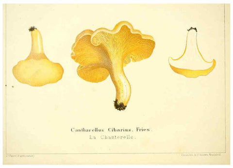 Reproducción/Reproduction 6028505969: Les champignons comestibles du Canton de Neuchâtel Neuchâtel :Société neuchateloise d'utilité publique,1861-1869