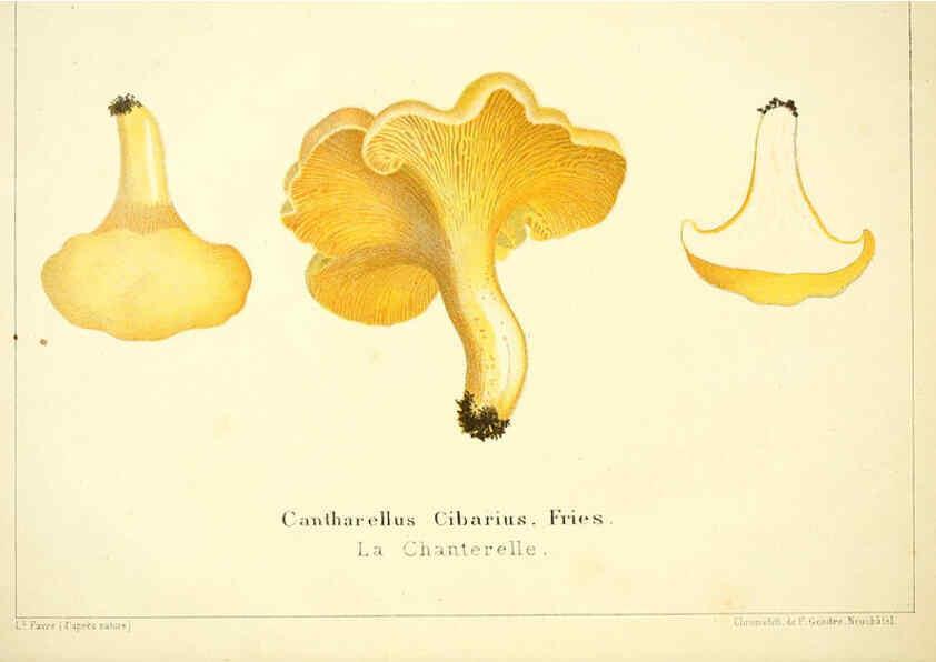 Reproducción/Reproduction 6028505969: Les champignons comestibles du Canton de Neuchâtel Neuchâtel :Société neuchateloise d'utilité publique,1861-1869