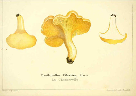 Reproducción/Reproduction 6028505969: Les champignons comestibles du Canton de Neuchâtel Neuchâtel :Société neuchateloise d'utilité publique,1861-1869