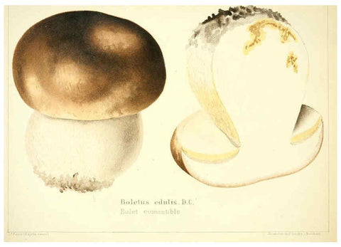 Reproducción/Reproduction 6029058998: Les champignons comestibles du Canton de Neuchâtel Neuchâtel :Société neuchateloise d'utilité publique,1861-1869
