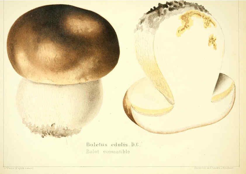 Reproducción/Reproduction 6029058998: Les champignons comestibles du Canton de Neuchâtel Neuchâtel :Société neuchateloise d'utilité publique,1861-1869