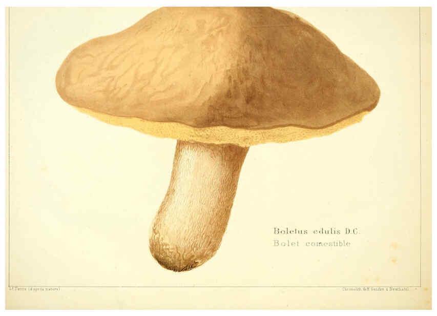 Reproducción/Reproduction 6028506465: Les champignons comestibles du Canton de Neuchâtel Neuchâtel :Société neuchateloise d'utilité publique,1861-1869