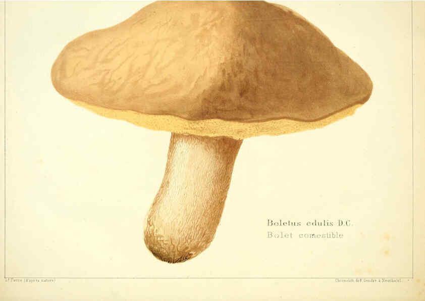 Reproducción/Reproduction 6028506465: Les champignons comestibles du Canton de Neuchâtel Neuchâtel :Société neuchateloise d'utilité publique,1861-1869