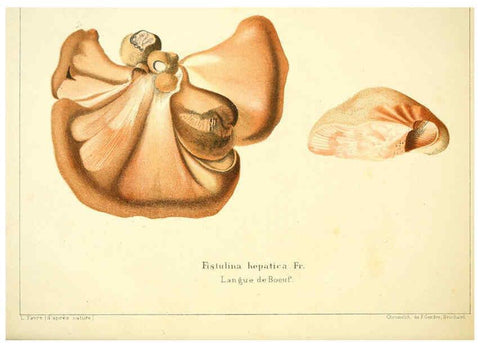 Reproducción/Reproduction 6029059372: Les champignons comestibles du Canton de Neuchâtel Neuchâtel :Société neuchateloise d'utilité publique,1861-1869