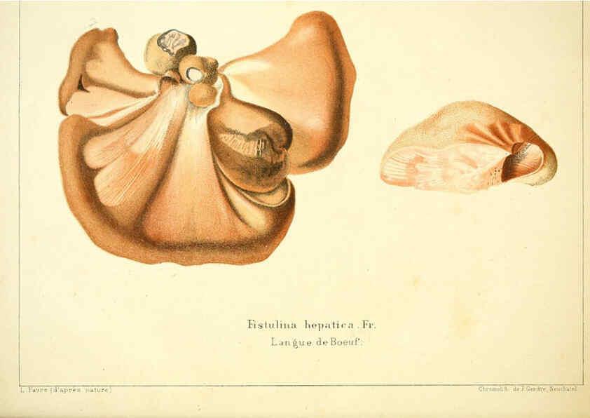 Reproducción/Reproduction 6029059372: Les champignons comestibles du Canton de Neuchâtel Neuchâtel :Société neuchateloise d'utilité publique,1861-1869