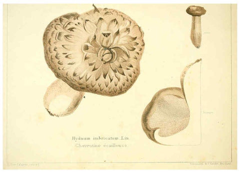 Reproducción/Reproduction 6028506739: Les champignons comestibles du Canton de Neuchâtel Neuchâtel :Société neuchateloise d'utilité publique,1861-1869