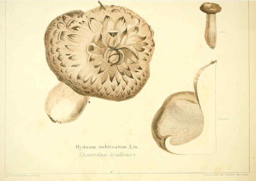 Reproducción/Reproduction 6028506739: Les champignons comestibles du Canton de Neuchâtel Neuchâtel :Société neuchateloise d'utilité publique,1861-1869