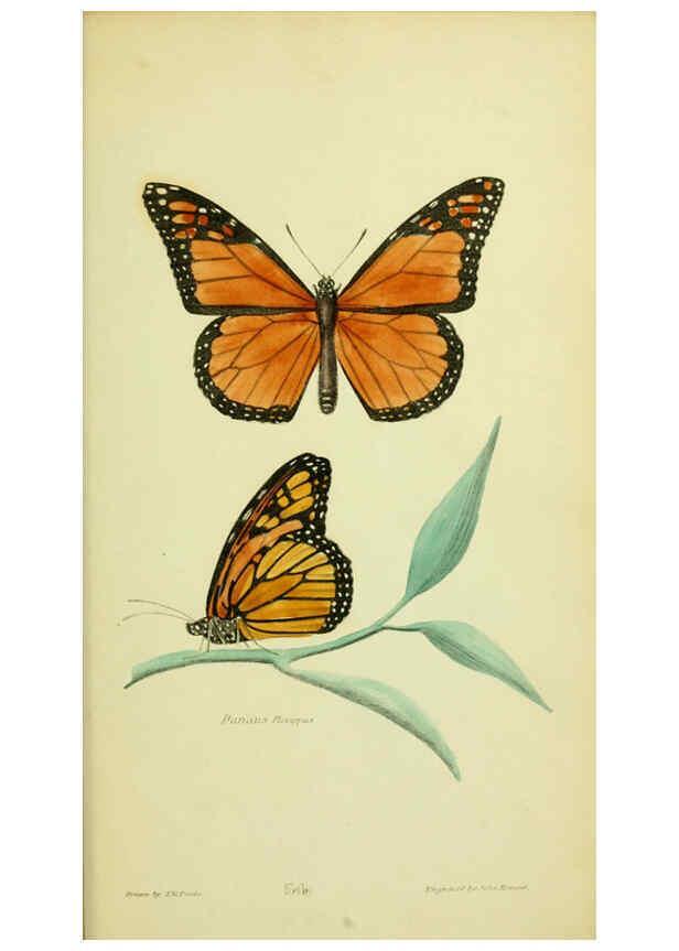Reproducción/Reproduction 6026036855: American entomology. v.1. Boston :Estes & Lauriat,[1859?] 