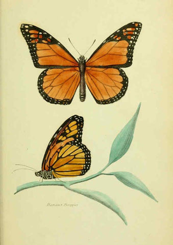 Reproducción/Reproduction 6026036855: American entomology. v.1. Boston :Estes & Lauriat,[1859?] 