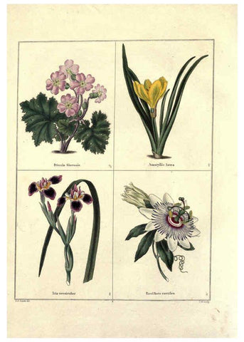 Reproducción/Reproduction 6028484773: The botanic garden London :Simpkin & Marshall,1825- 