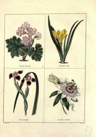 Reproducción/Reproduction 6028484773: The botanic garden London :Simpkin & Marshall,1825- 