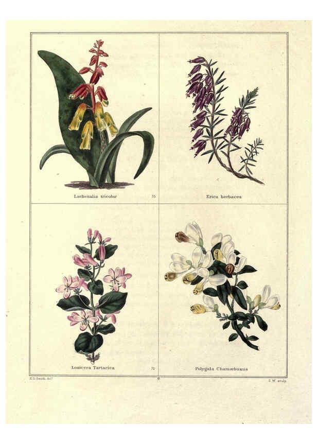 Reproducción/Reproduction 6029038694: The botanic garden London :Simpkin & Marshall,1825- 