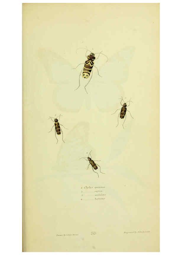 Reproducción/Reproduction 6026591784: American entomology. v.1. Boston :Estes & Lauriat,[1859?] 