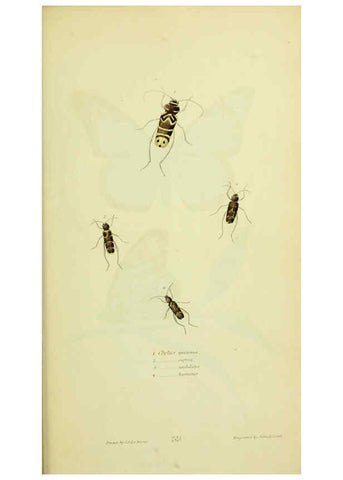 Reproducción/Reproduction 6026591784: American entomology. v.1. Boston :Estes & Lauriat,[1859?] 