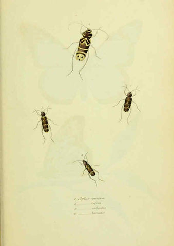 Reproducción/Reproduction 6026591784: American entomology. v.1. Boston :Estes & Lauriat,[1859?] 