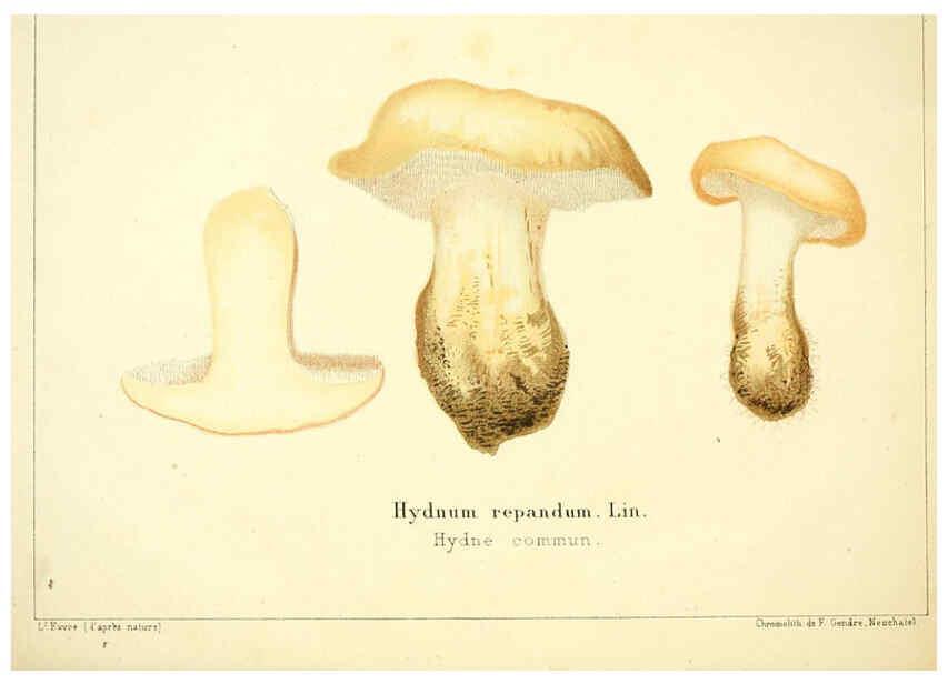 Reproducción/Reproduction 6028506863: Les champignons comestibles du Canton de Neuchâtel Neuchâtel :Société neuchateloise d'utilité publique,1861-1869