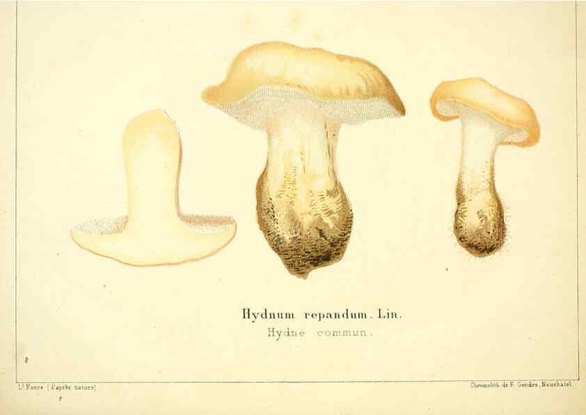 Reproducción/Reproduction 6028506863: Les champignons comestibles du Canton de Neuchâtel Neuchâtel :Société neuchateloise d'utilité publique,1861-1869