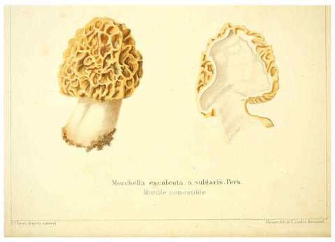 Reproducción/Reproduction 6029060028: Les champignons comestibles du Canton de Neuchâtel Neuchâtel :Société neuchateloise d'utilité publique,1861-1869